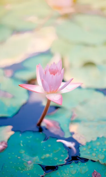 Mindfulness for Stress Relief